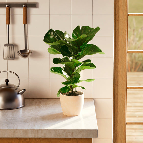 A Fiddle Leaf Fig Tree (Ficus Lyrata) with glossy, violin-shaped green leaves in a light-colored, textured planter on a marble kitchen countertop next to a stainless steel tea kettle.