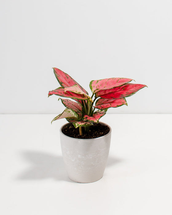 Pink Aglaonema Beauty in a 4-inch white Coco Lively Root pot, featuring vibrant rose-pink and green mottled lance-shaped leaves fanning outward from a compact base