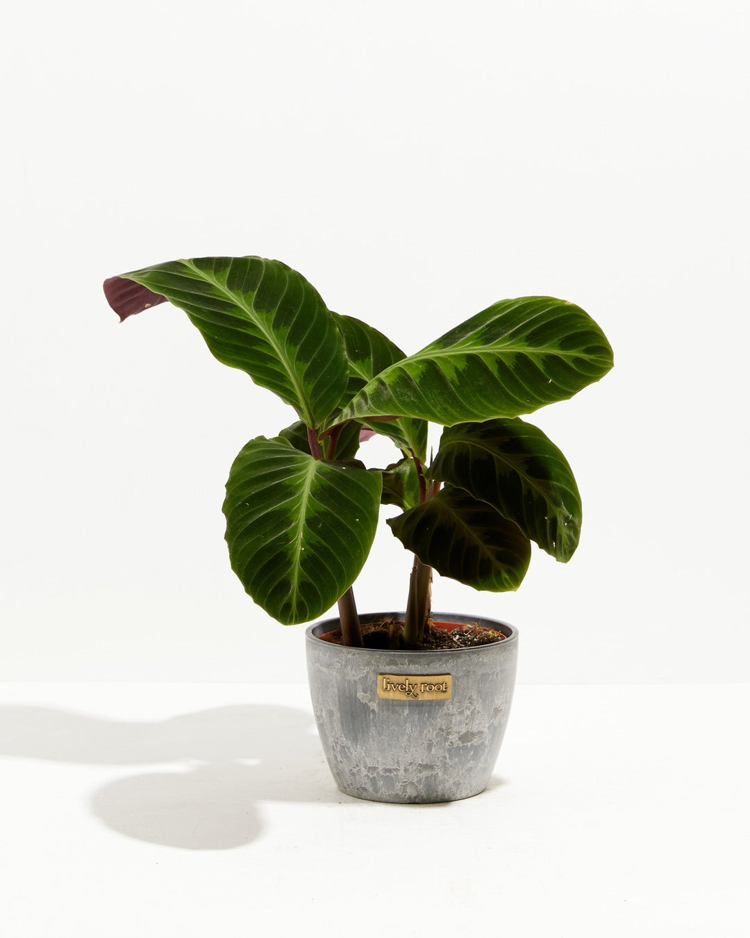 velvet prayer plant Calathea Warscewiczii for Delivery | Prayer Plants
