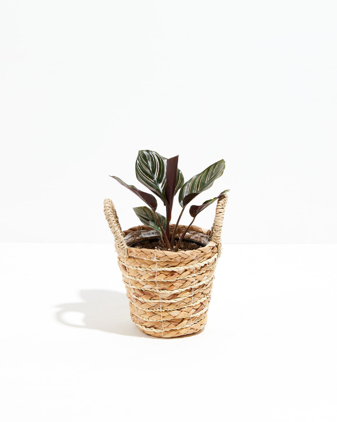 Calathea Ornata Pink Pinstripe