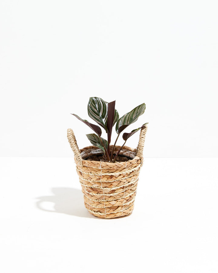 Calathea Ornata Pink Pinstripe