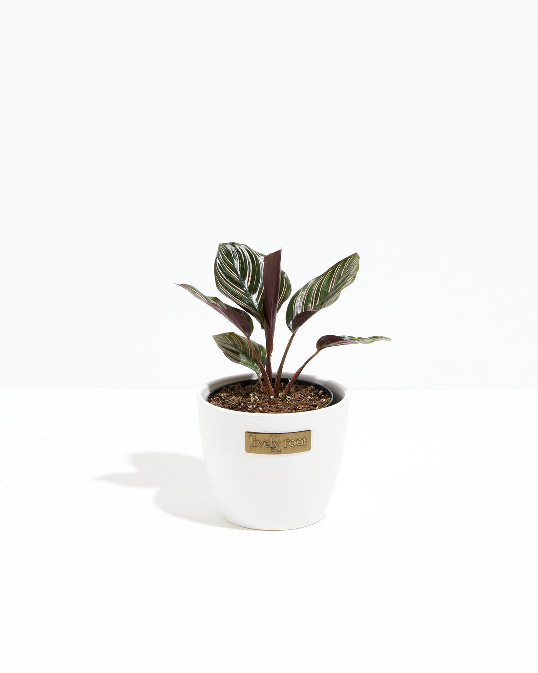 Calathea Ornata Pink Pinstripe