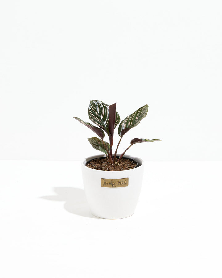 Calathea Ornata Pink Pinstripe