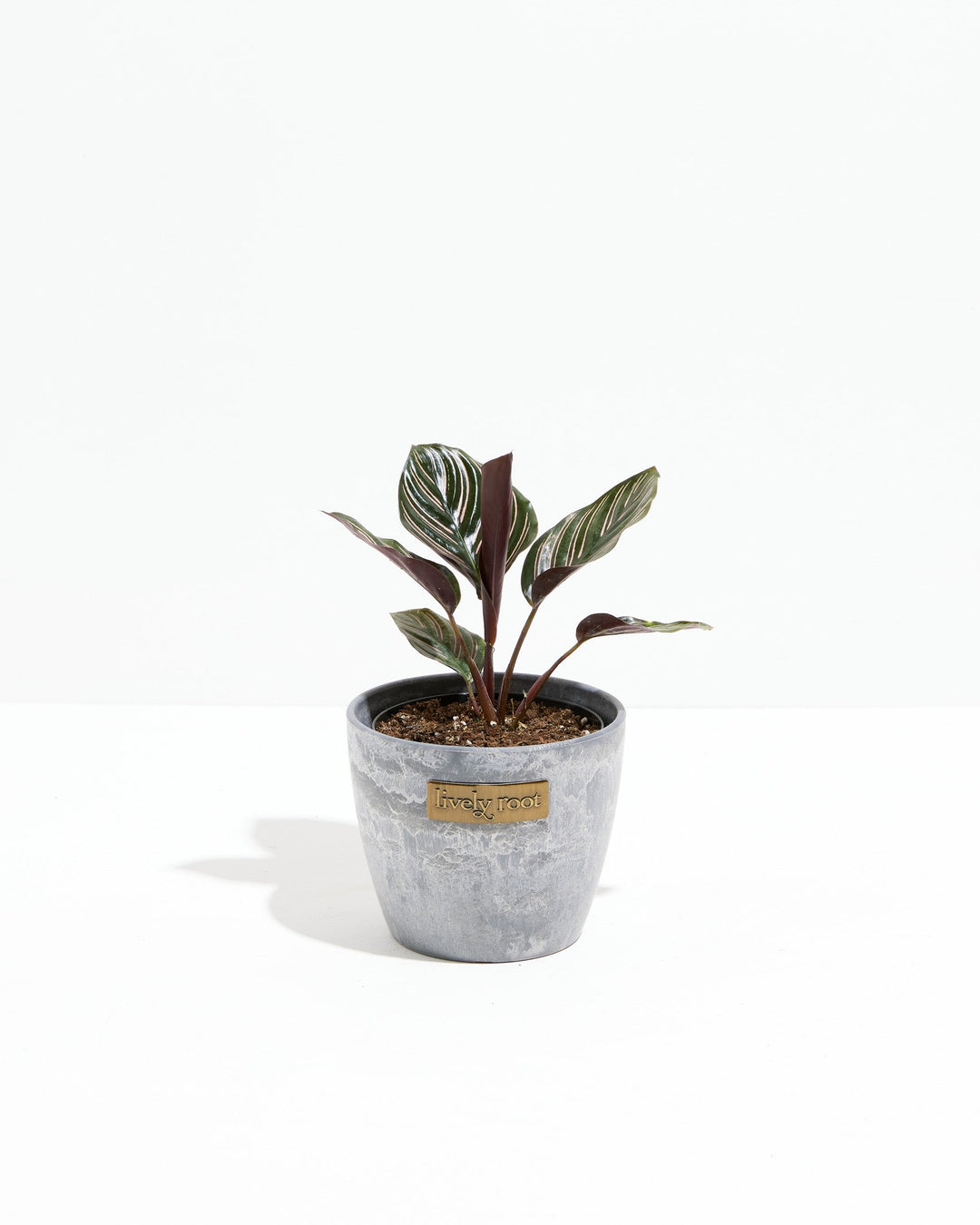 Calathea Ornata Pink Pinstripe