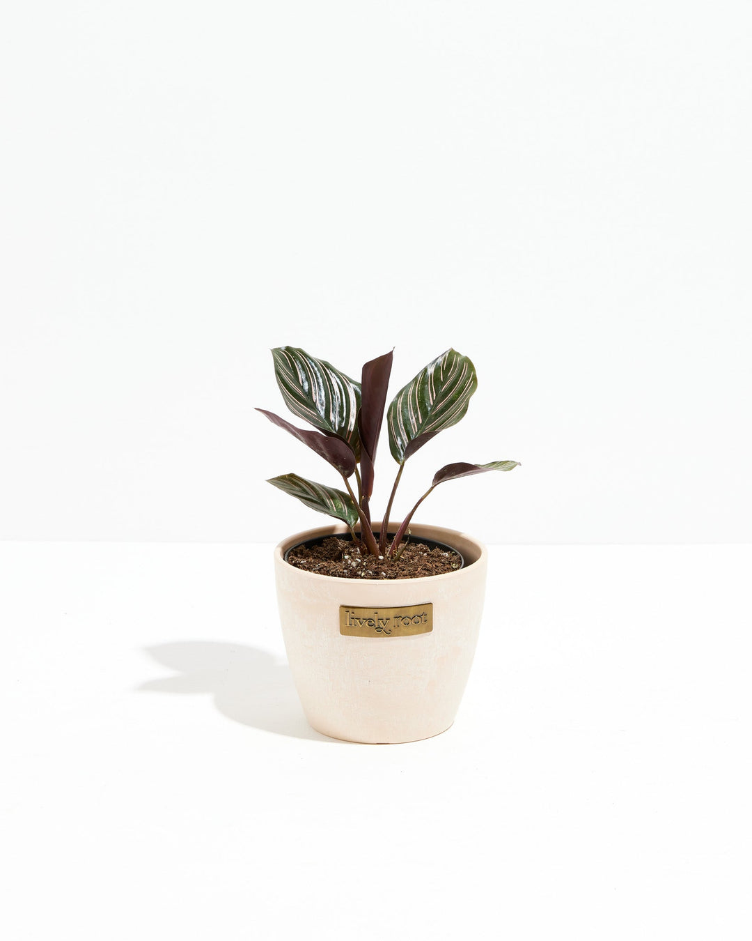 Calathea Ornata Pink Pinstripe