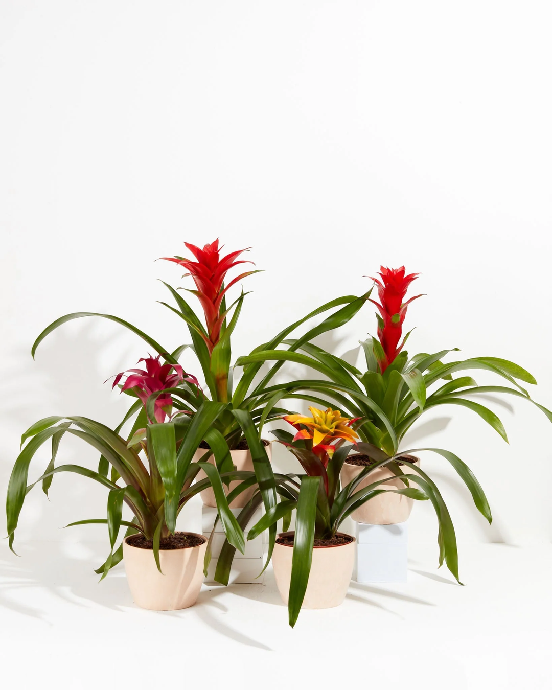 All The Guzmania Bromeliads