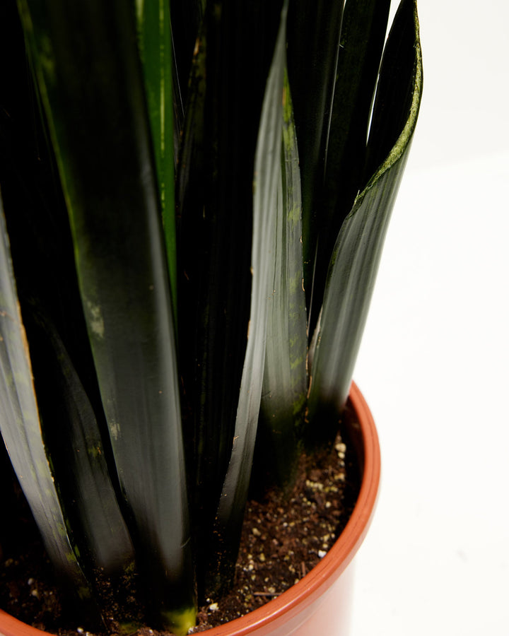 Black Diamond Snake Plant