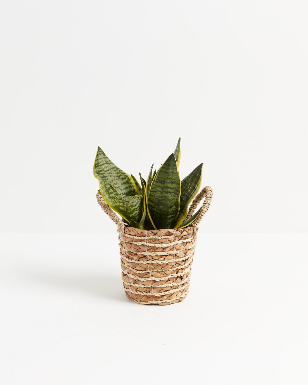 Sansevieria Futura Superba (Snake Plant)