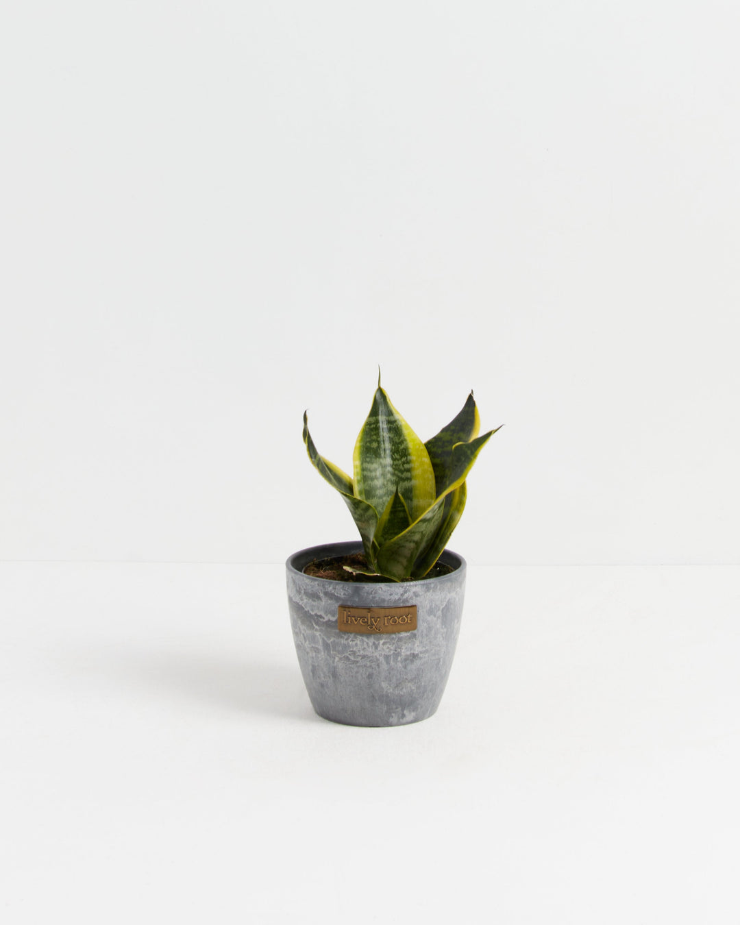 Sansevieria Futura Superba (Snake Plant)