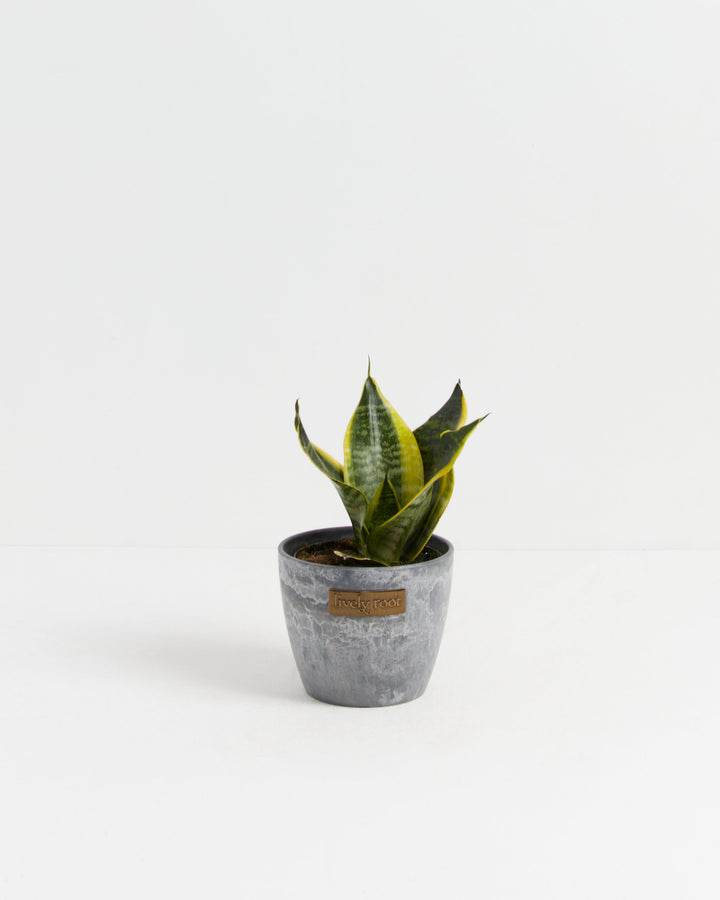 Sansevieria Futura Superba (Snake Plant)