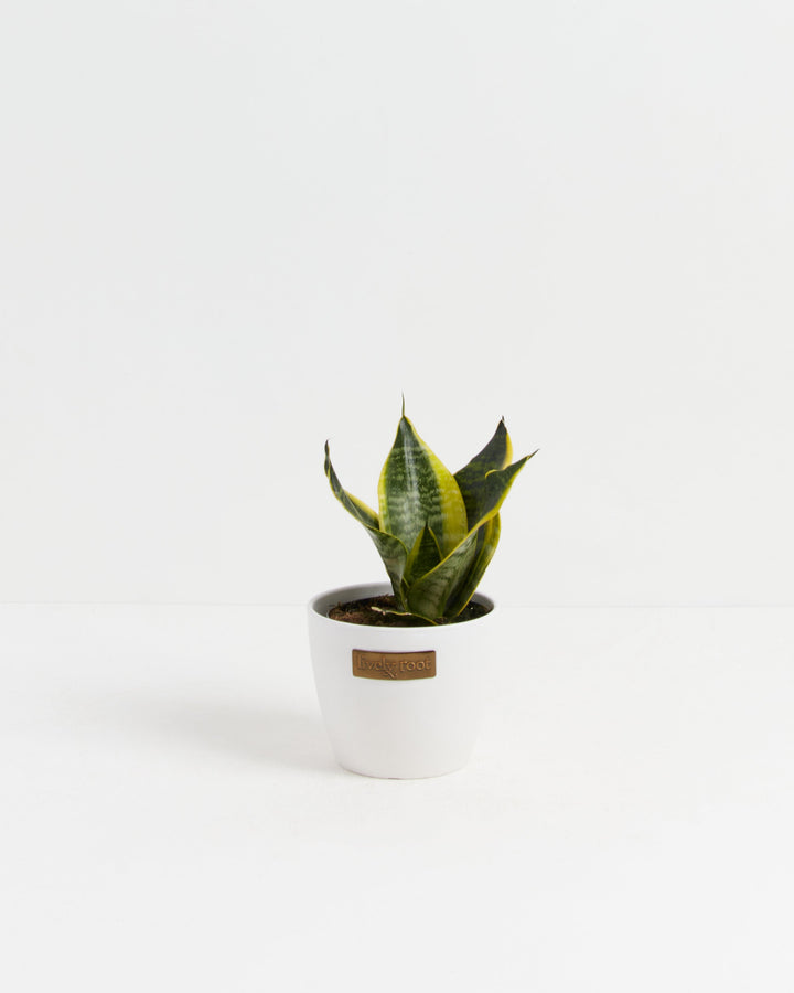 Sansevieria Futura Superba (Snake Plant)
