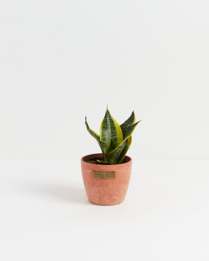 Sansevieria Futura Superba (Snake Plant)