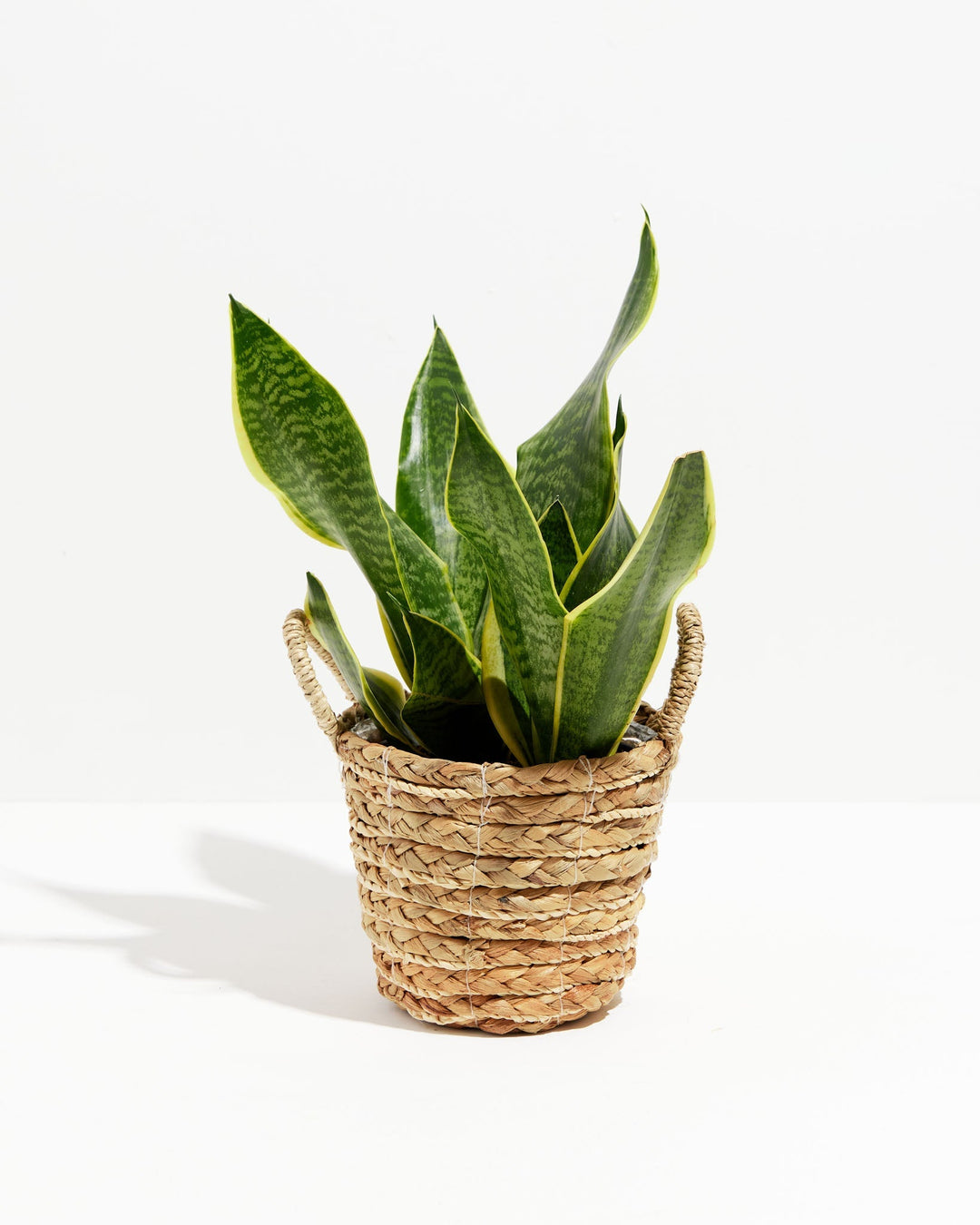 Sansevieria Futura Superba (Snake Plant)