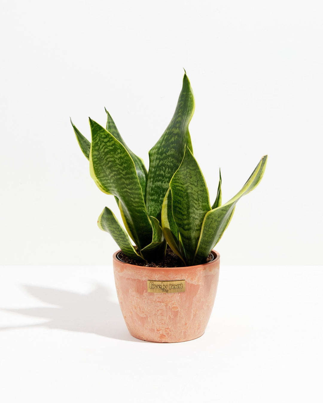 Sansevieria Futura Superba (Snake Plant)