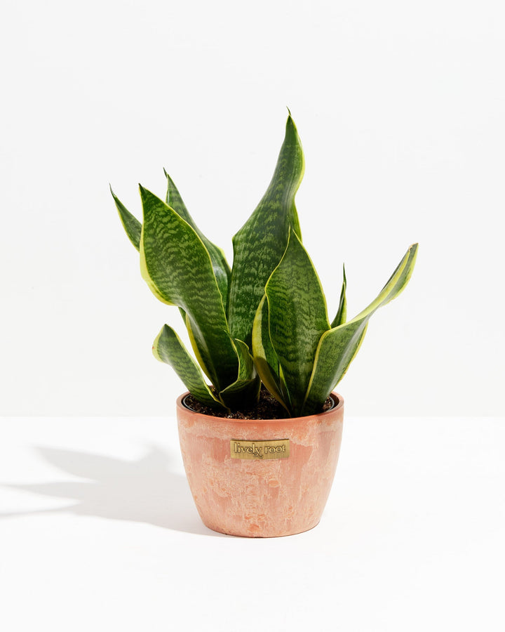 Sansevieria Futura Superba (Snake Plant)