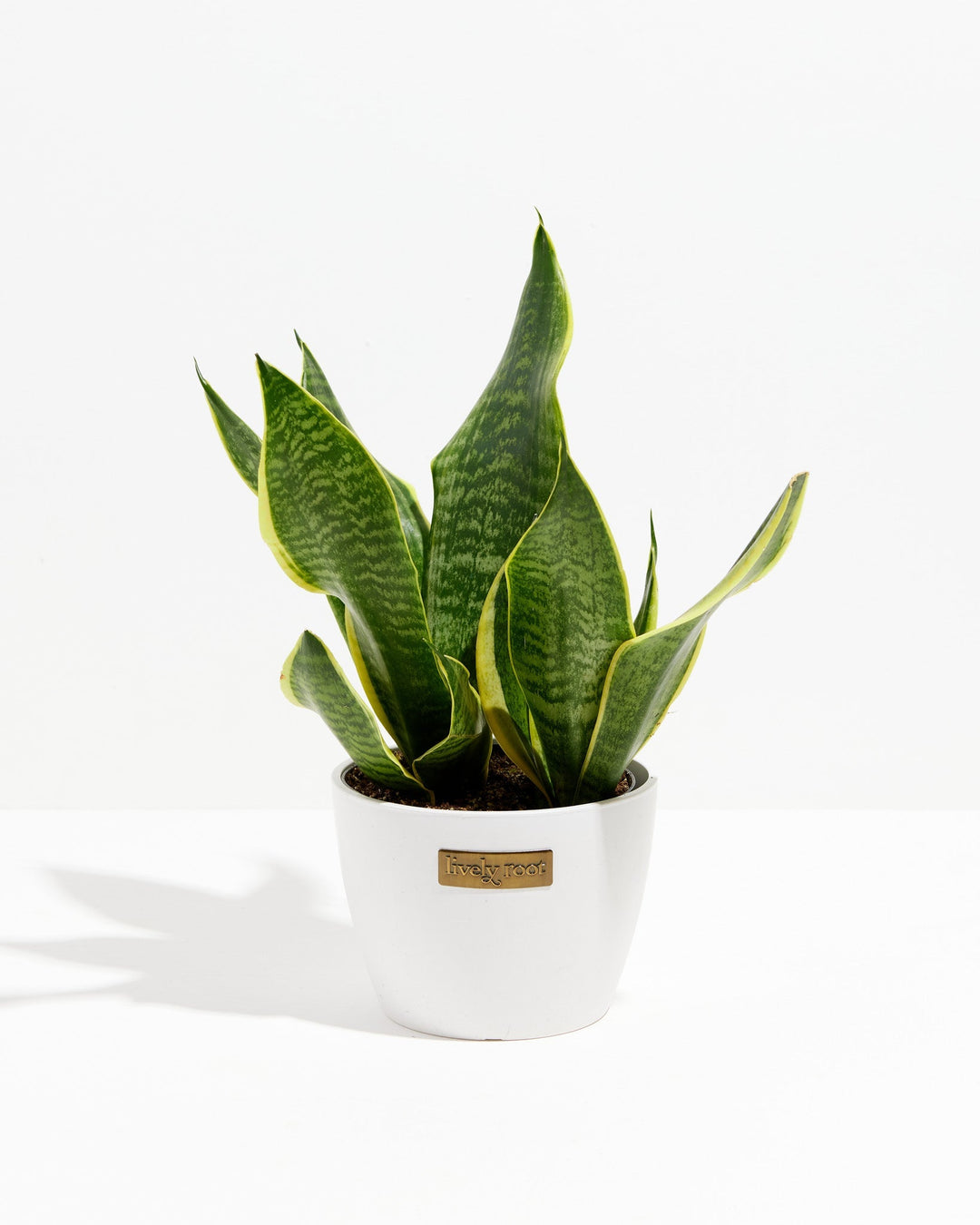Sansevieria Futura Superba (Snake Plant)