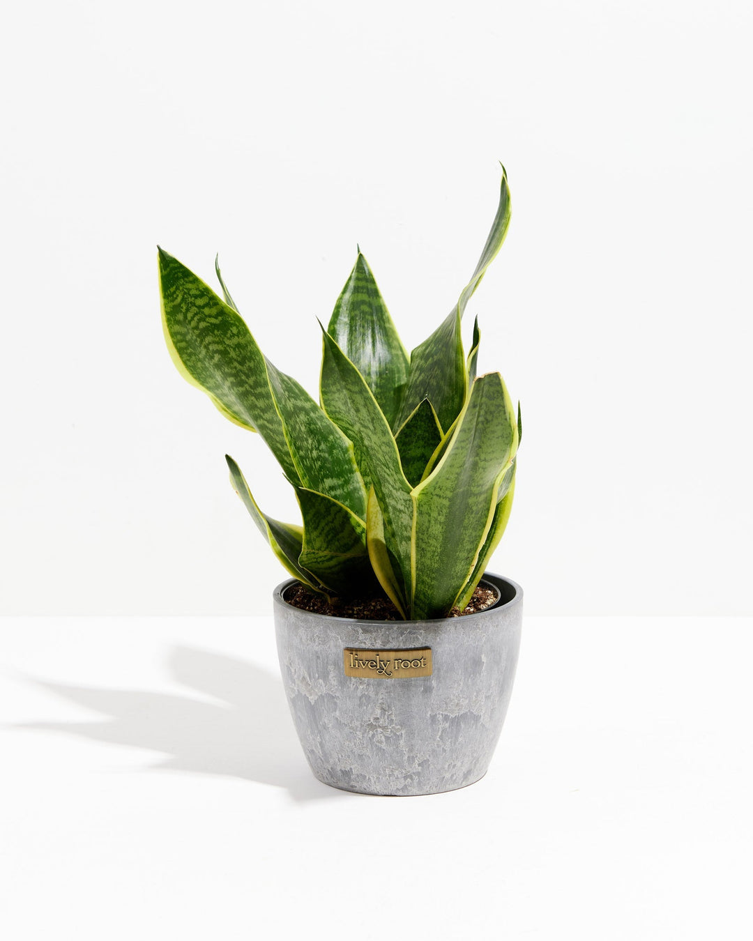Sansevieria Futura Superba (Snake Plant)