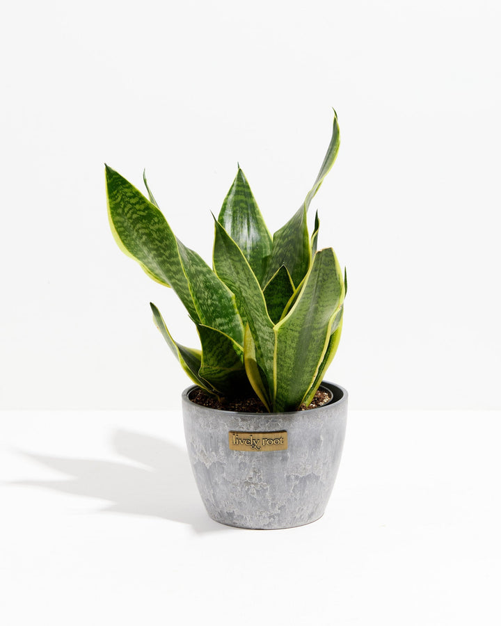 Sansevieria Futura Superba (Snake Plant)