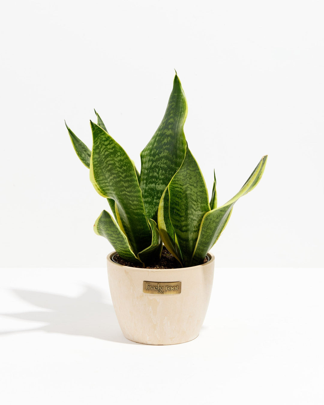 Sansevieria Futura Superba (Snake Plant)