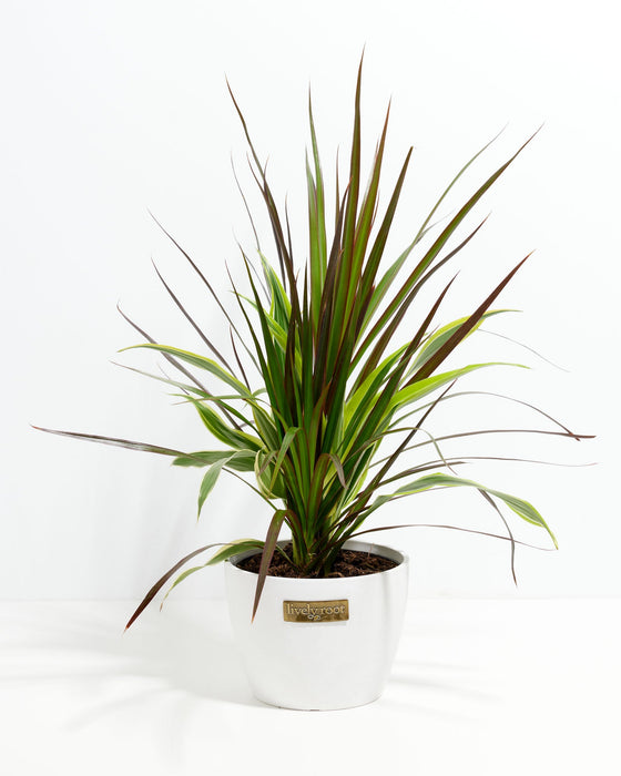 Red Leaf Dragon Plant Collection (Dracaena)