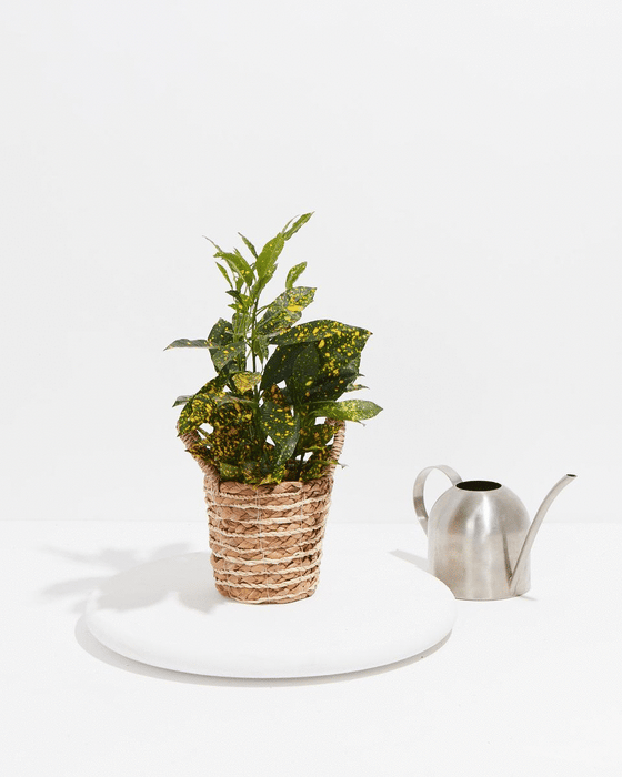 Gold Dust Croton in woven seagrass basket with contemporary watering can, complete gift-ready tropical plant set for beginner and experienced plant parents.