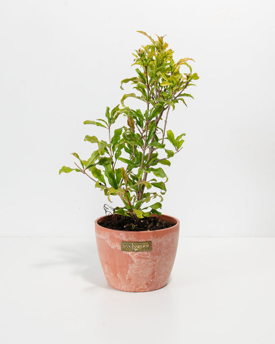 Pomegranate Bush