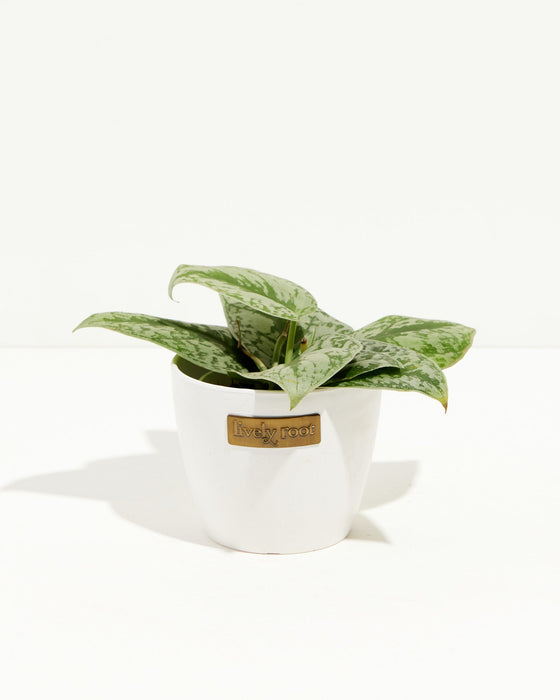 Silver Satin Pothos Scindapsus pictus in white ceramic pot, variegated trailing houseplant with Lively Root label
