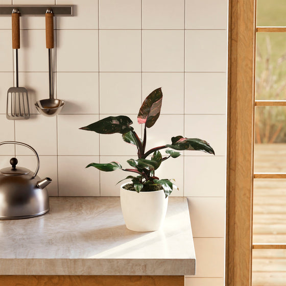 Philodendron Pink Princess houseplant for sale, featuring dark, glossy leaves with vibrant pink variegation, displayed in a white pot on a bright kitchen countertop.