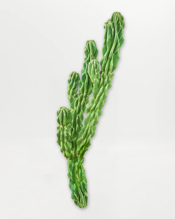 Monstrose Cactus