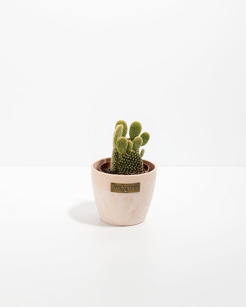 indoor mini cactus plants Bunny Ear Cactus