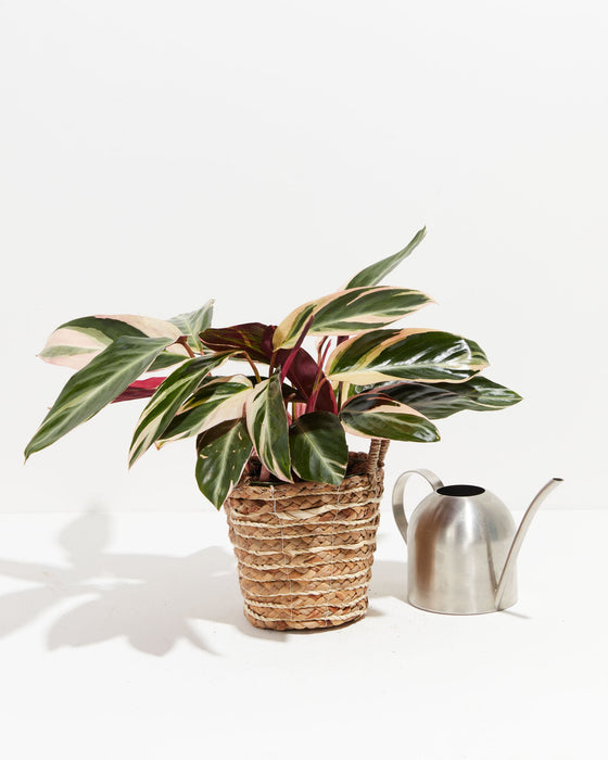 6-inch Stromanthe Triostar (Stromanthe sanguinea) in a woven seagrass basket with pink, cream, and green variegated foliage next to a silver watering can on white background