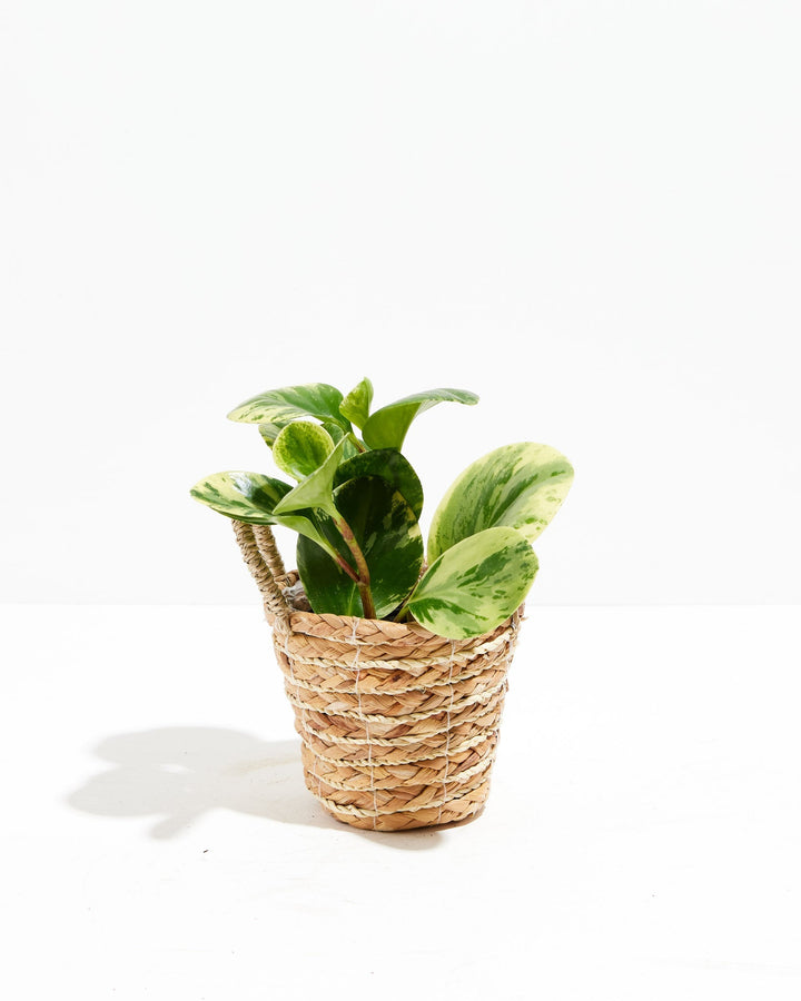 Marble Peperomia