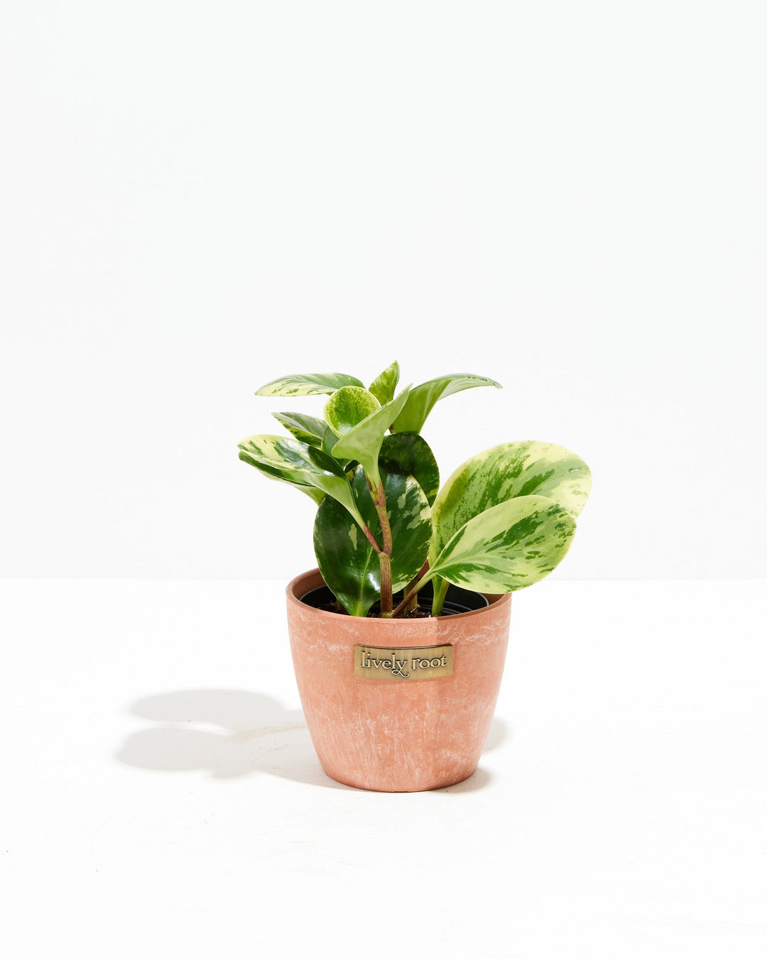 Marble Peperomia