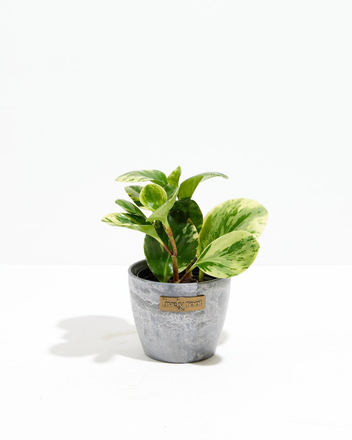 Marble Peperomia