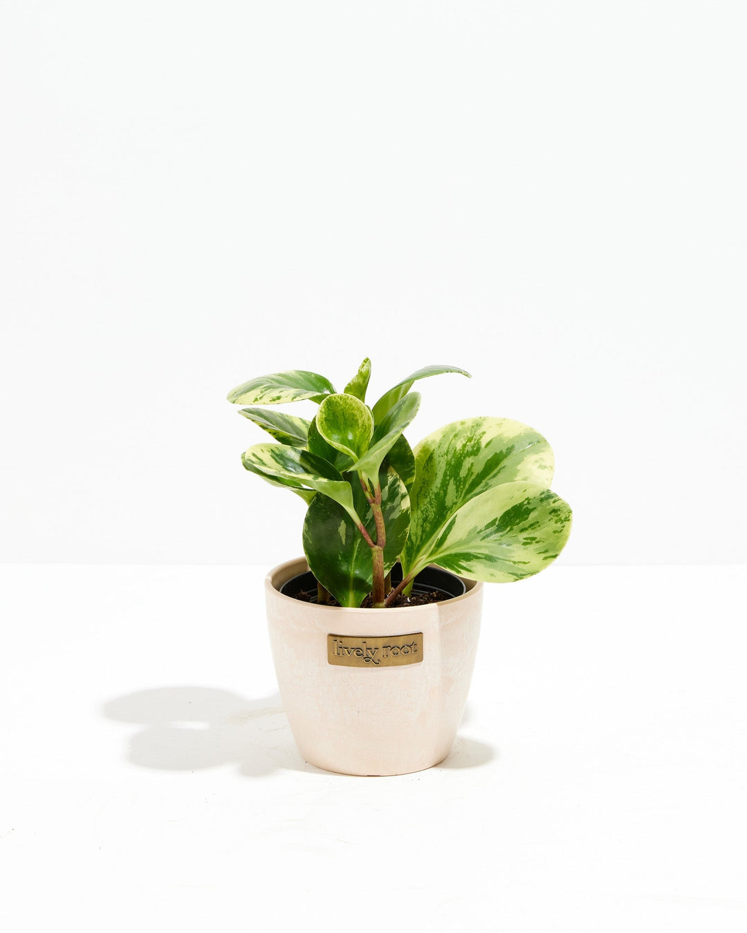 Marble Peperomia