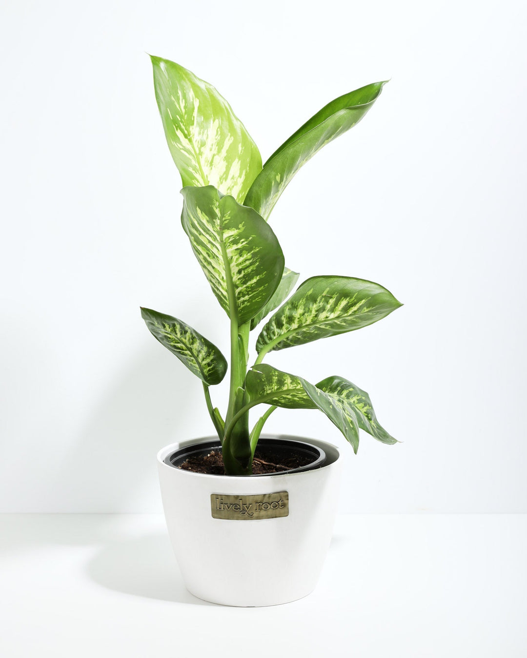dieffenbachia size indoor Dieffenbachia Tropic Snow For Sale, Care Guide, Growing Tips
