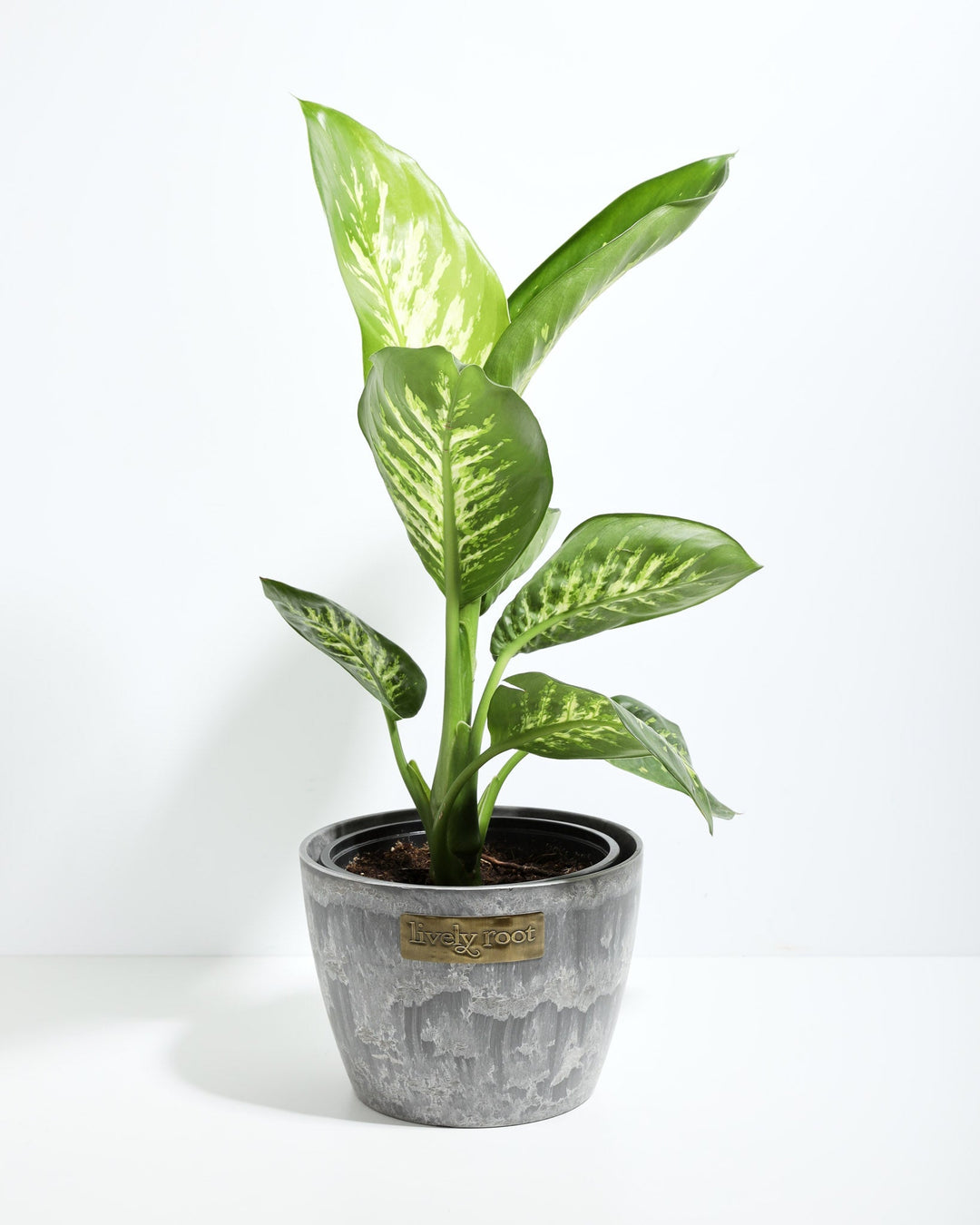 dieffenbachia araceae variegata potted plant Dieffenbachia Tropic Snow For Sale, Care Guide, Growing Tips