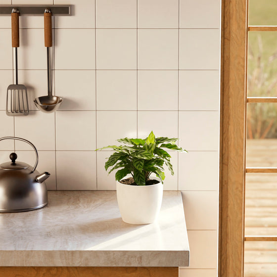 Calathea Concinna Freddie live houseplant in white pot on modern kitchen counter with white tile backsplash and natural wood accents