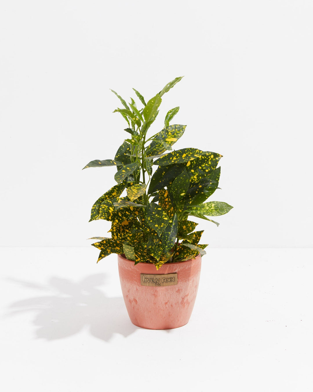gold dust indoor plant Buy Gold Dust Croton: A Dazzling Addition to Your Collection