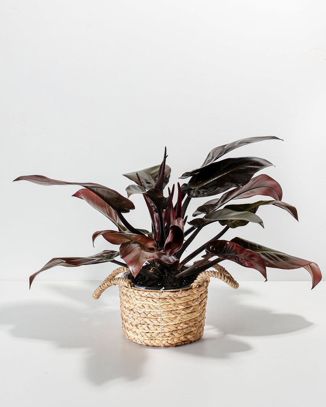 philodendron black knight vs black cardinal Philodendron Black Cardinal