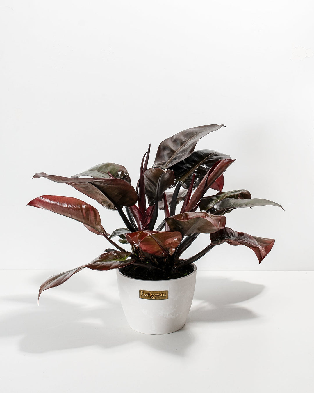 black philodendron Philodendron Black Cardinal For Sale Including Care Guide
