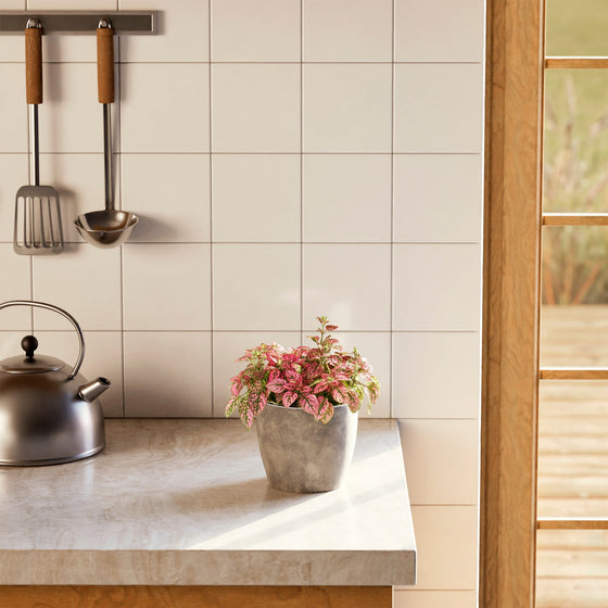 Pink Polka Dot Plant with speckled pink and green leaves in a grey pot on a sunny kitchen counter.