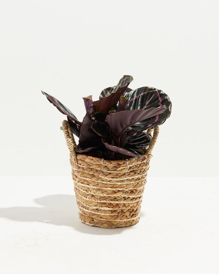 Dottie Prayer Plant (Calathea)