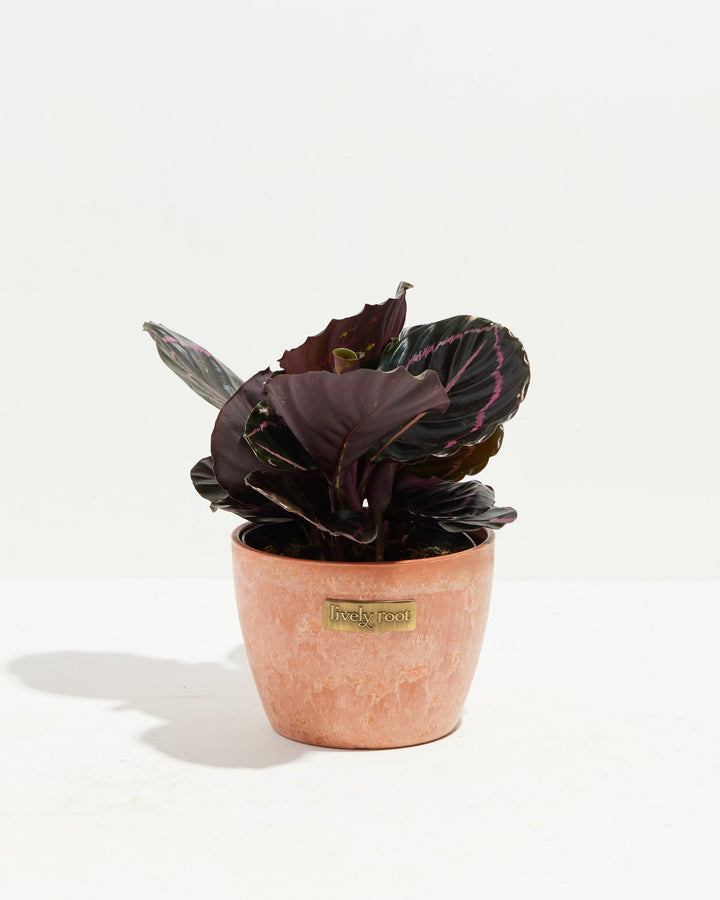 Dottie Prayer Plant (Calathea)