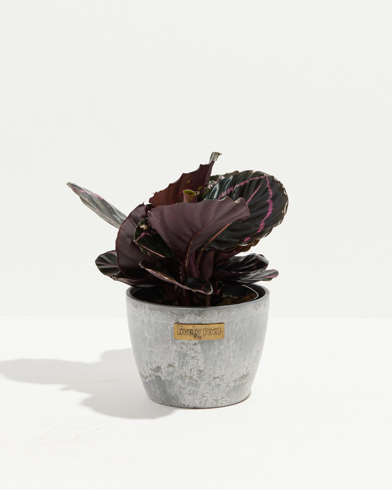 dottie rose painted prayer plant Dottie Prayer Plant (Calathea)