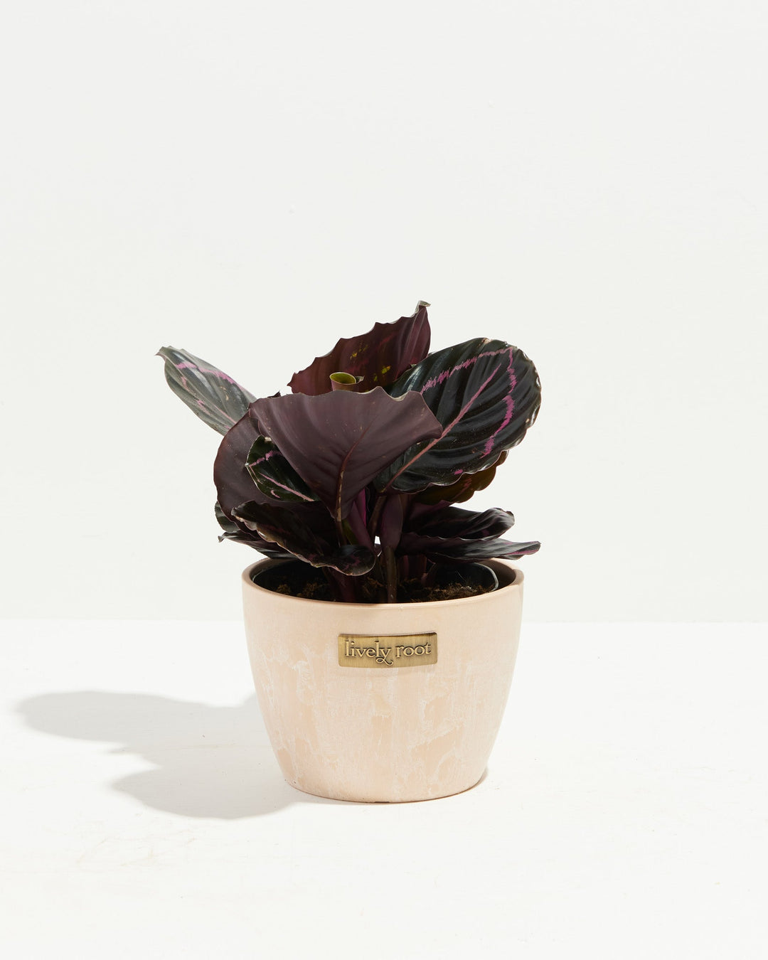 Dottie Prayer Plant (Calathea)