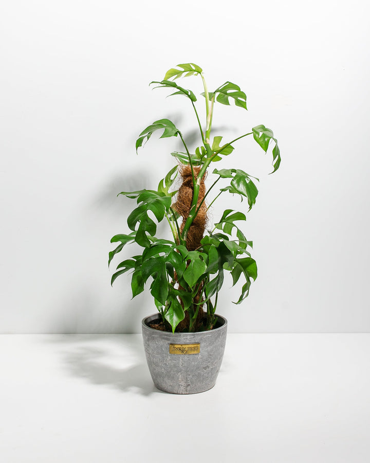 philodendron imbe ginny from seeds Philodendron Ginny w/ Totem | Vines