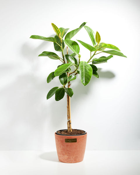 gem plant Ficus Yellow Gem for Sale: Radiant Leaves for a Cheerful Home