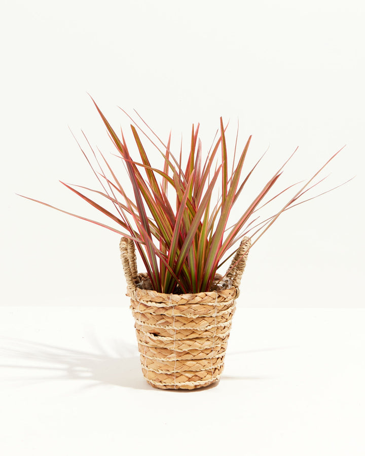 Colorama Cane Dragon Plant (Dracaena)