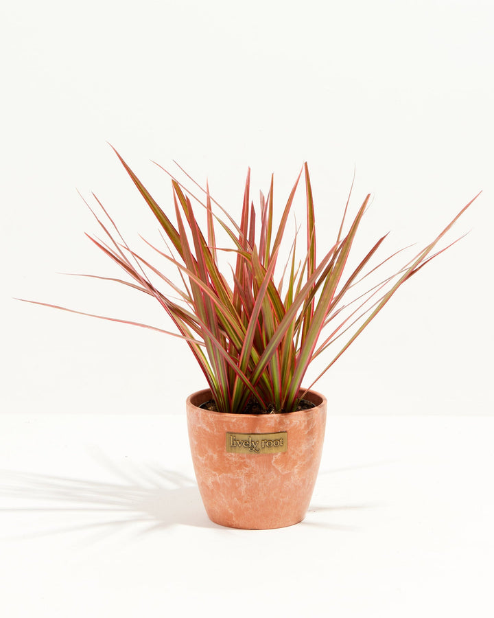 Colorama Cane Dragon Plant (Dracaena)